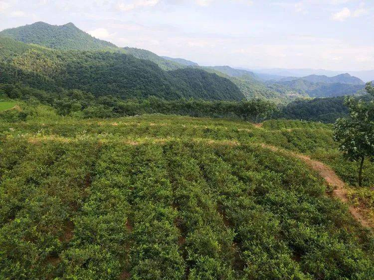 寻茶记——沅陵莓茶基地