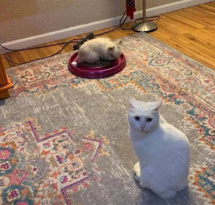 猫咪:妈!你管管他啊!