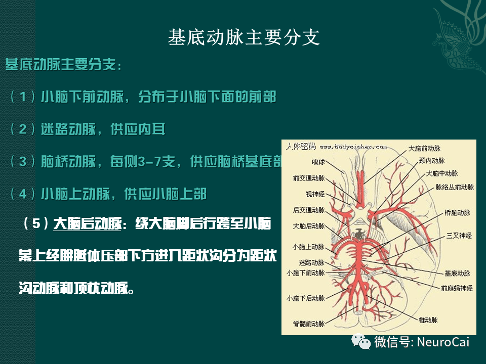 高清图:脑动脉解剖与ct重建