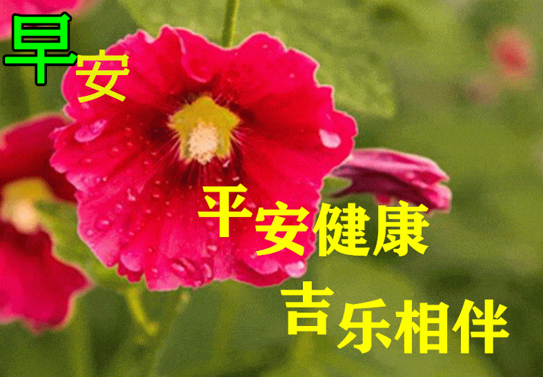 最漂亮早上好动态表情图片大全早晨好动图美图大全