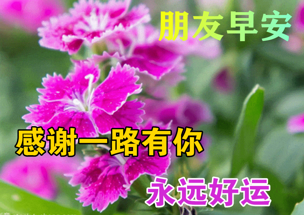 最漂亮早上好动态表情图片大全早晨好动图美图大全