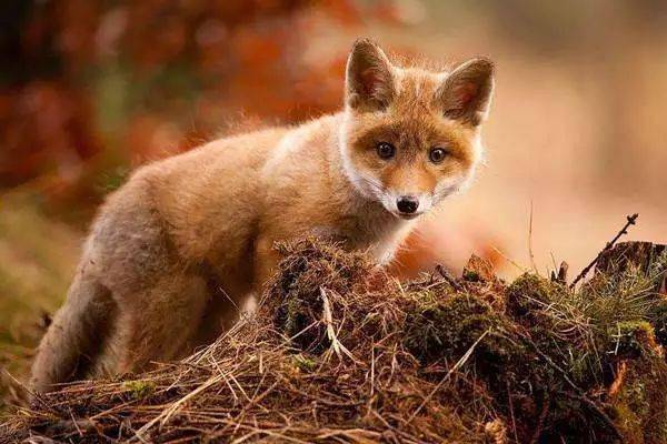 救了一只小赤狐,结果狐妈妈回报的方式让我泪奔.