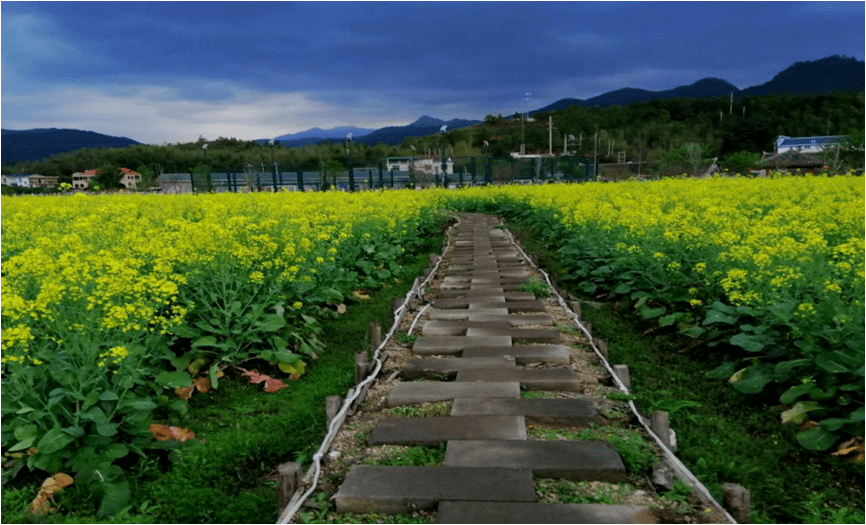 【"绿盈乡村"建设】连城县塘前乡塘前村:以荷为媒,完善设施,打造冠豸