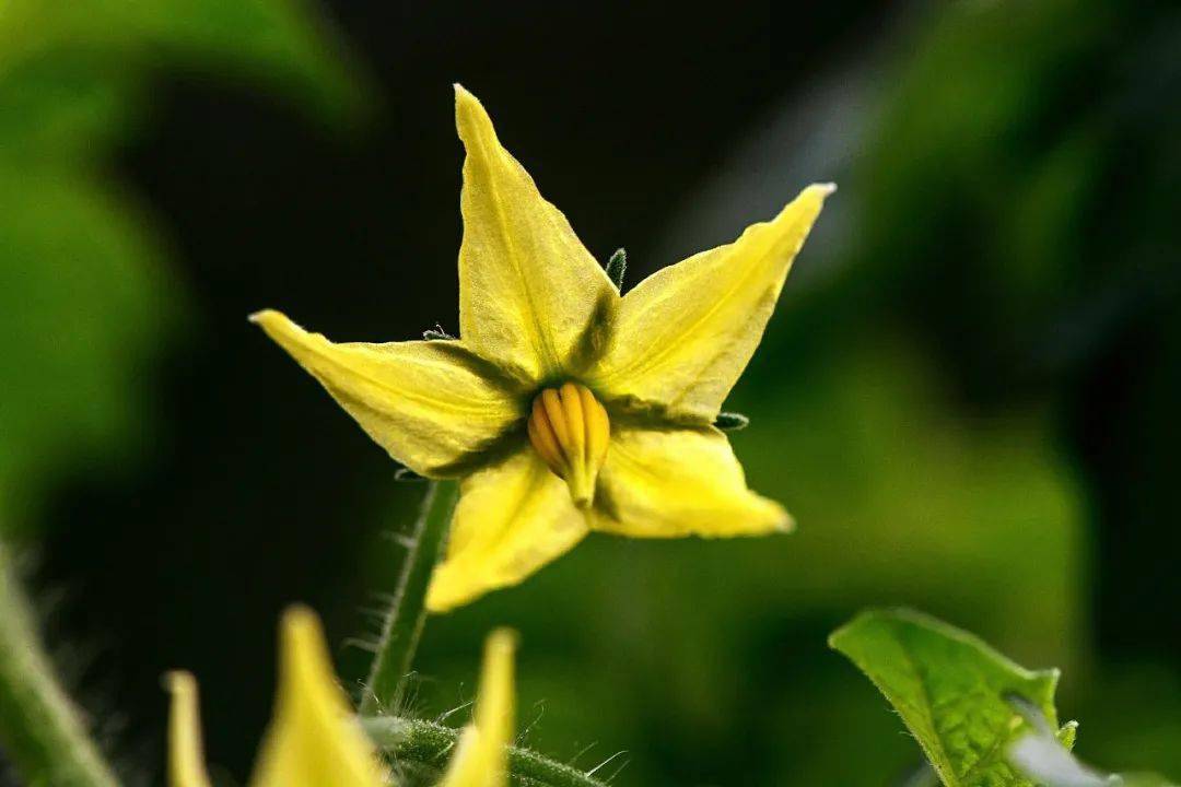 蔬菜天天吃,它们的花你却没见过