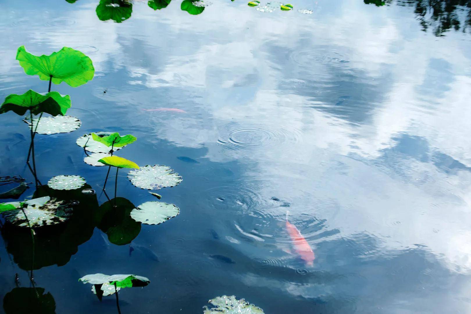 摄影作品欣赏·池塘,荷花,锦鲤