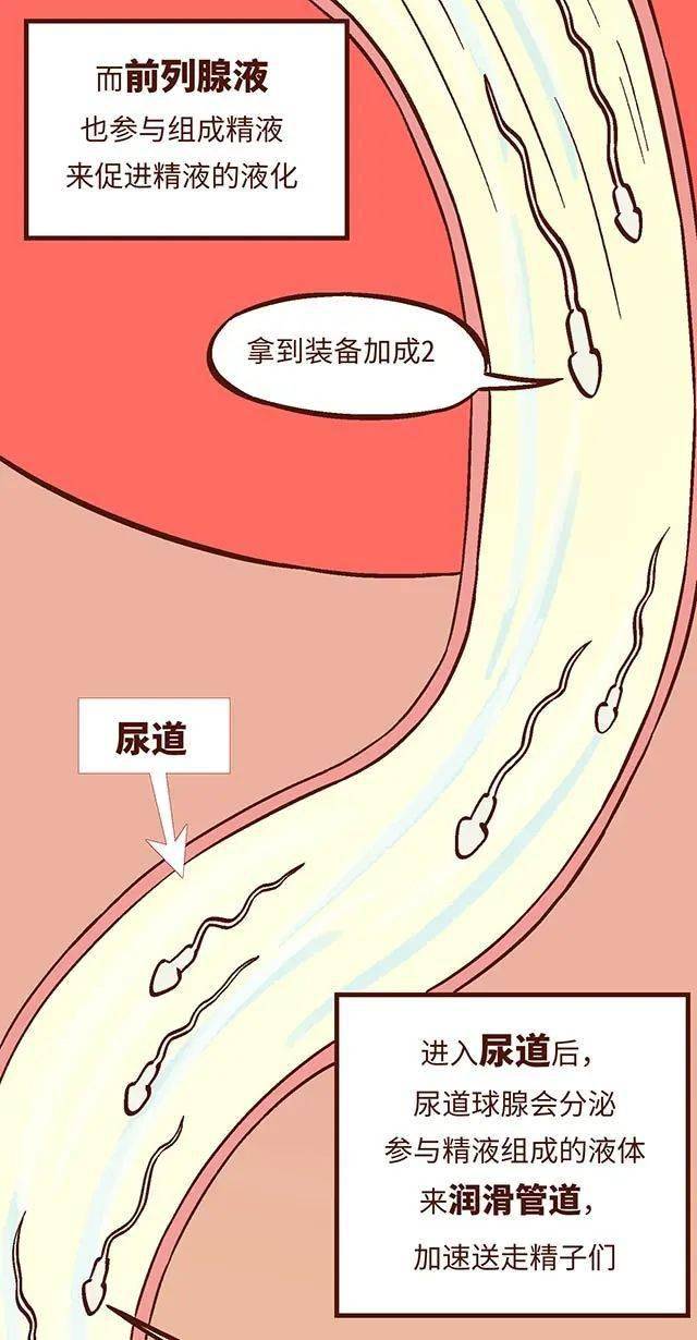 精子进入女人体内的全过程; 画面实在太震撼了 !