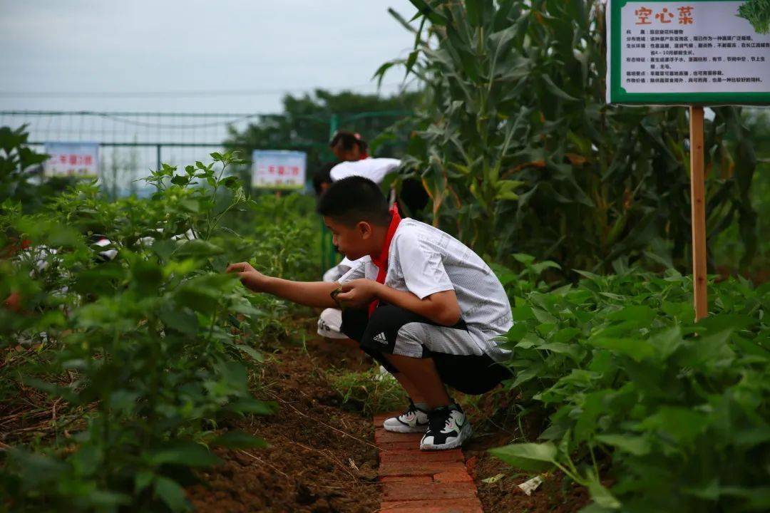 图为大同灰汤小学劳动教育基地种植园,学生在进行劳动教育实践.