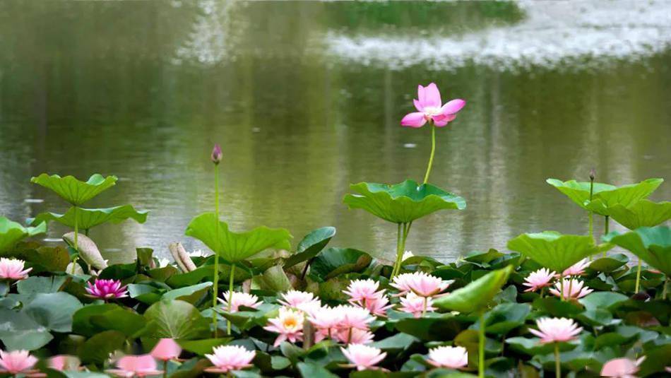 清风送来扑鼻香水中芙蓉好颜色藉河风情线满池荷花开得美