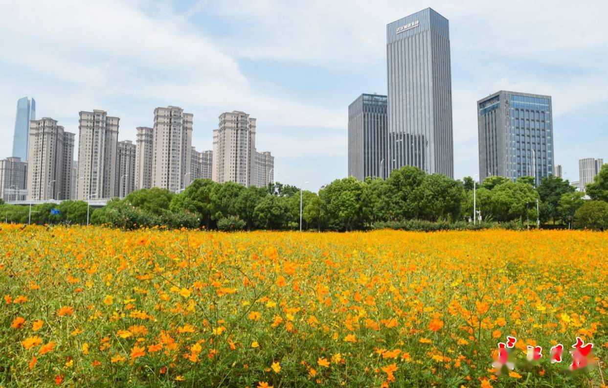 6月16日,泛海城市广场前的花海.长江日报记者许魏巍 摄