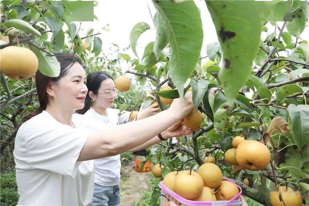 铜梁庆隆千亩梨园10日开园迎客啦!