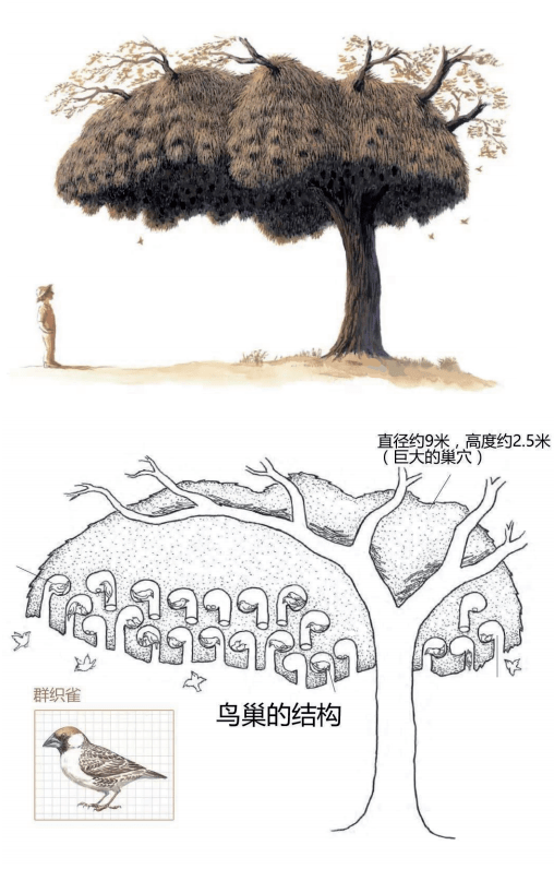 动物世界的建筑大师(下)