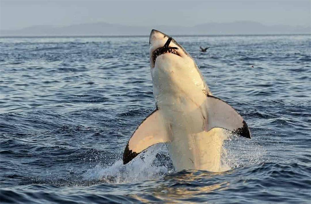 水族馆为啥没有大白鲨?最长圈养记录198天,咬死俩鲨鱼后被释放