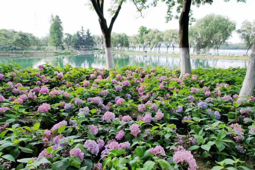 绣球花    金银湖湿地公园