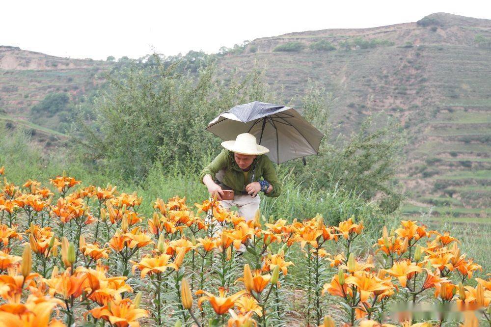 兰州百合花盛开的地方阿干镇孙家沟