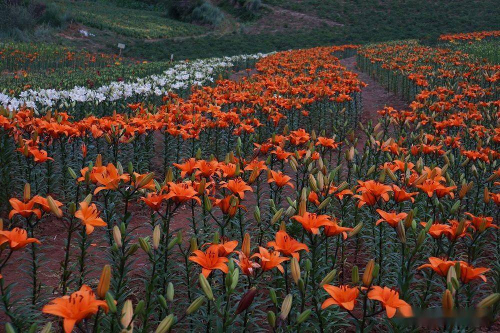 兰州百合花盛开的地方阿干镇孙家沟