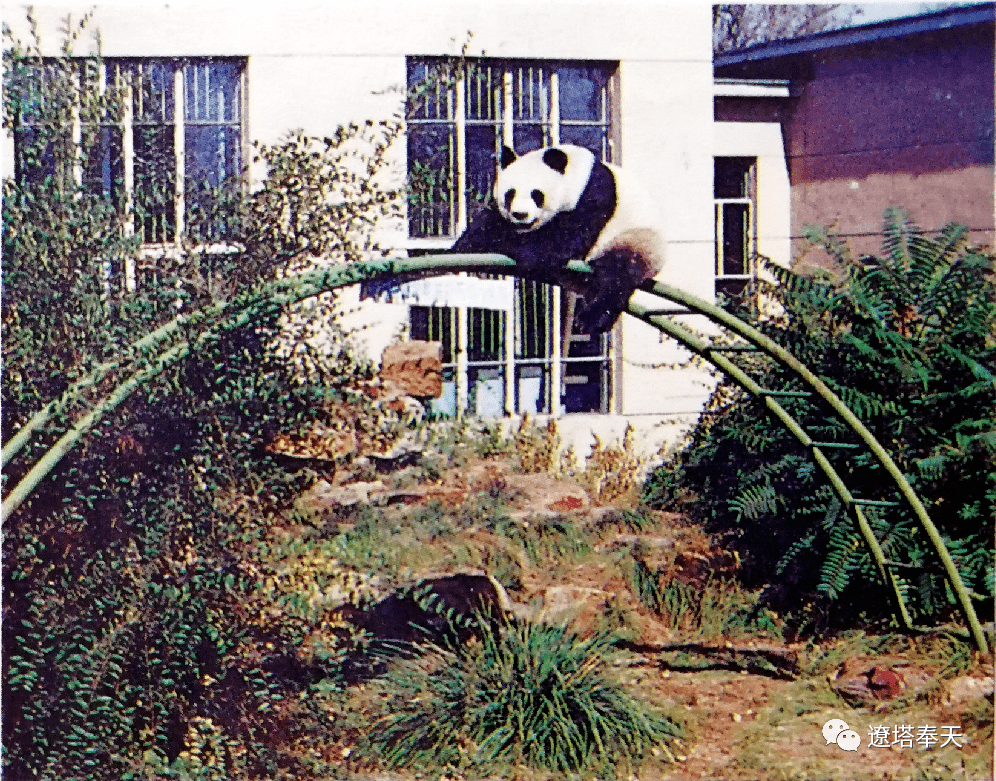 辽塔奉天作者 根据记忆标注的沈阳动物园馆舍分布图.