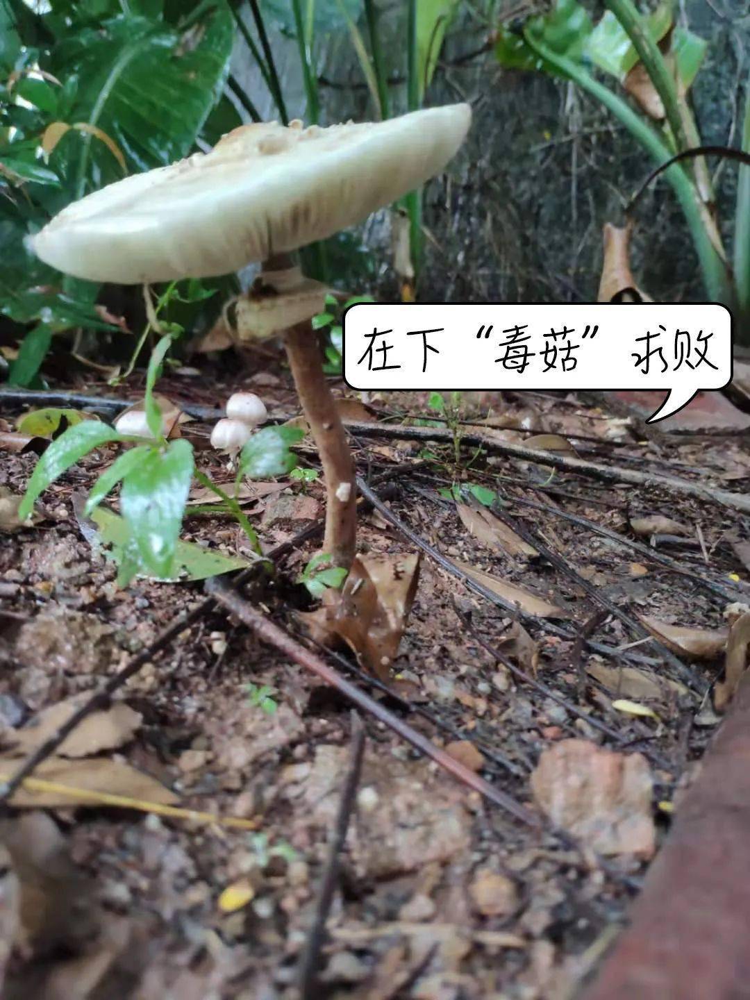 深圳市民在小区草坪摘回家吃