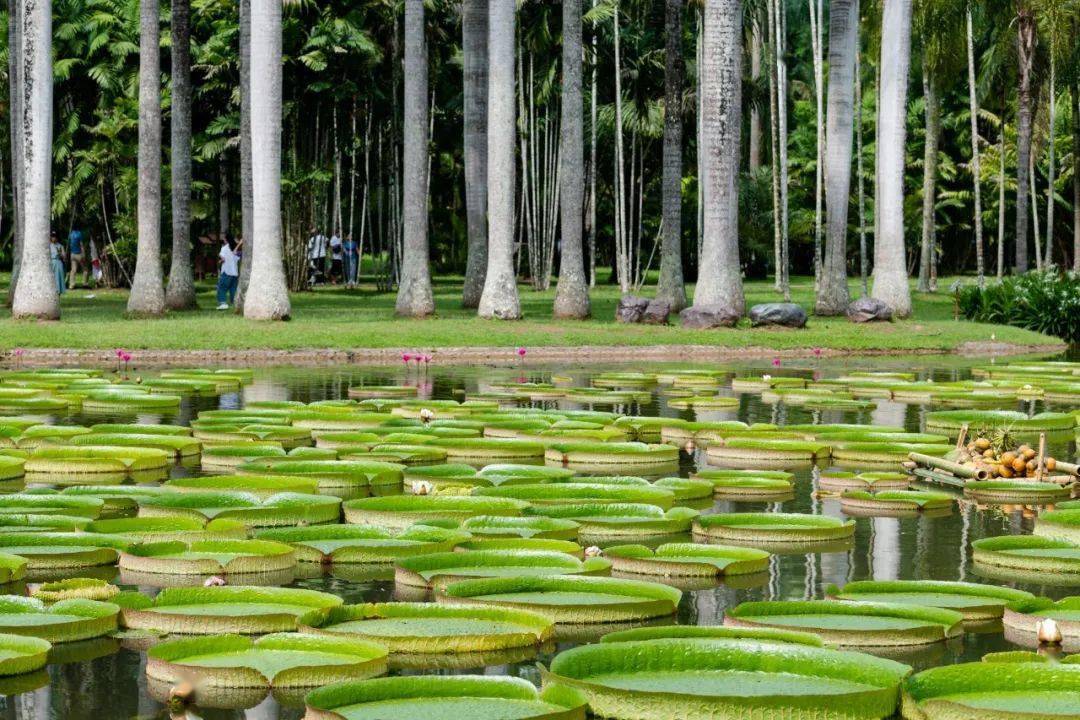 生物多样性看西双版纳王莲进入最佳观赏期