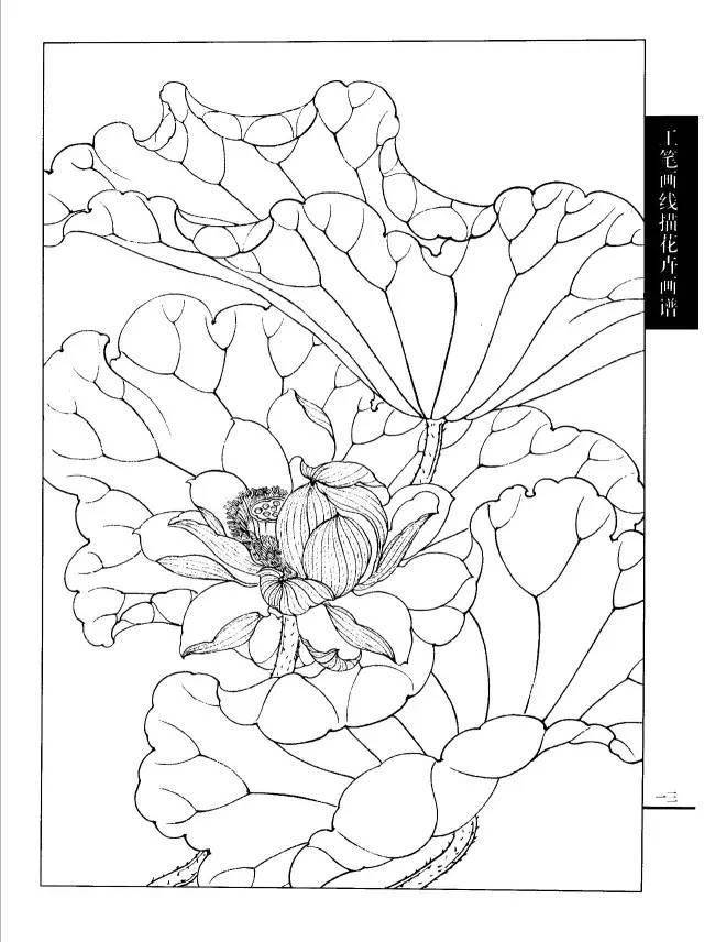 白描荷花画谱太美太实用
