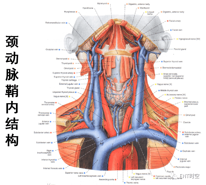 二,选择性横断层解剖三,喉的解剖位置喉软骨喉的连结喉肌喉腔(一)喉