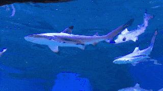 免费欣赏海狮大咖秀巨齿狂鲨海怪联盟