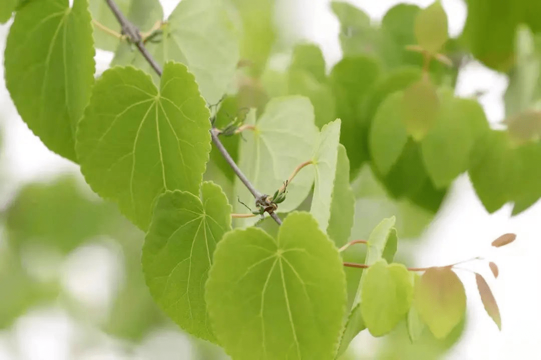 槐荫茂密西安的"野"不仅存在于低矮的灌草亦与参天大树生生不息△老子