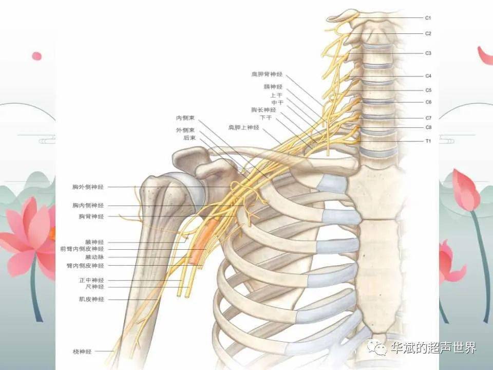 文献阅读与病例讨论臂丛神经的解剖与超声扫查