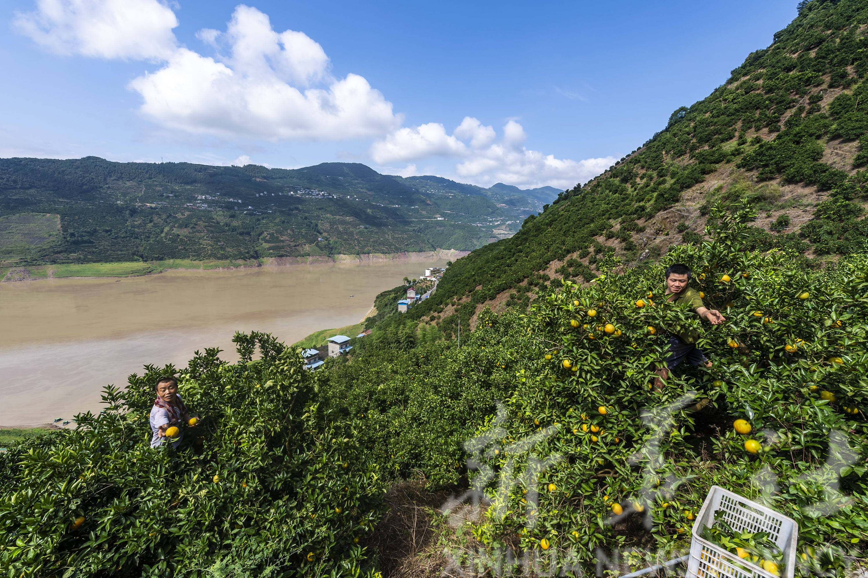 7月17日,秭归县泄滩乡陈家湾村村民在采摘夏橙.