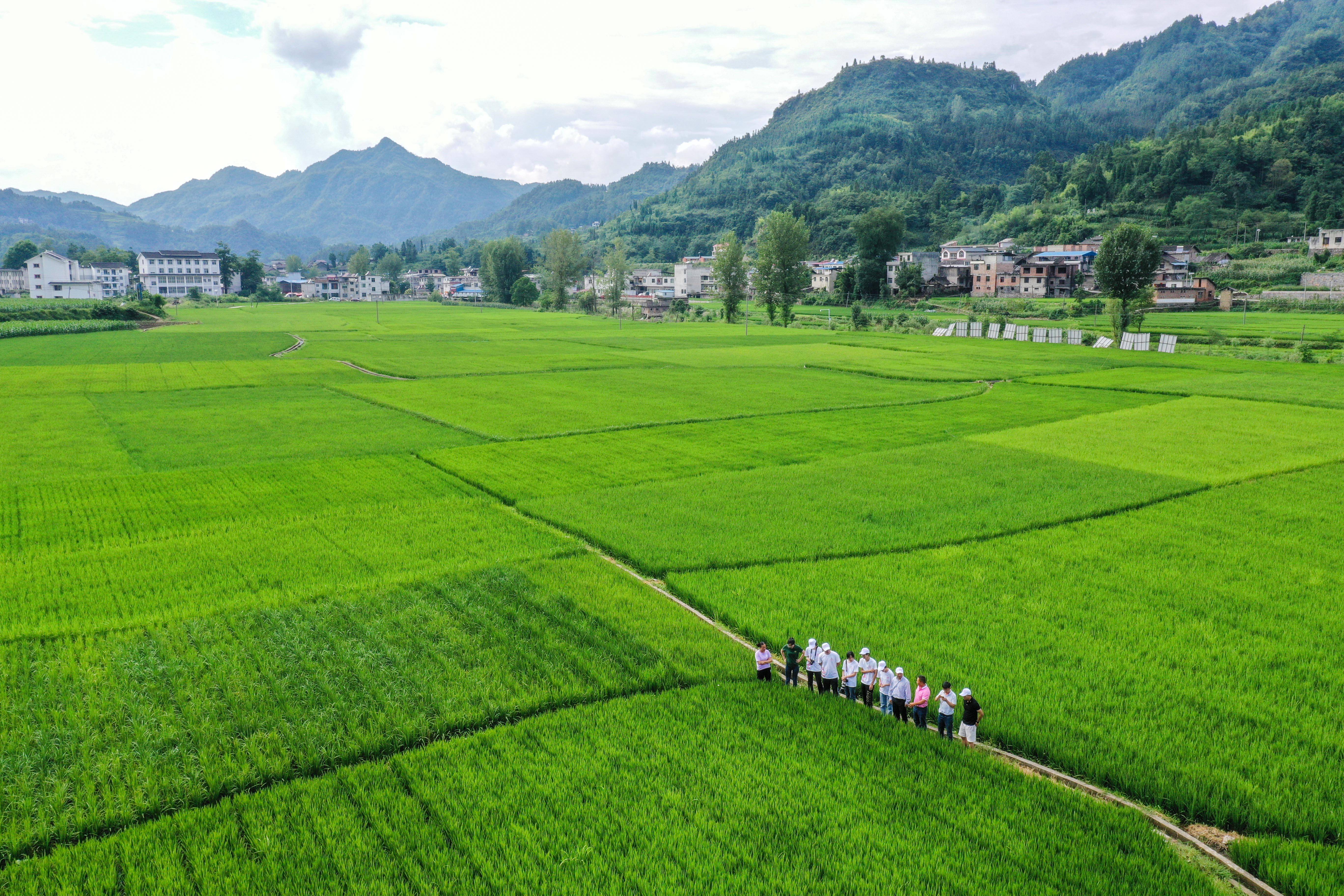 贵州麻江:农业专家田间地头"会诊"忙