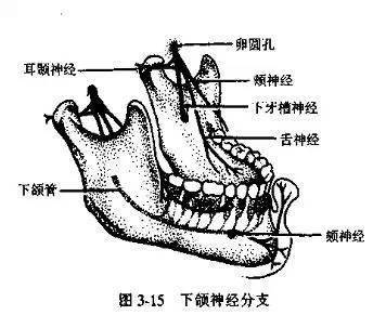 (7)下牙槽,舌,颊神经一次阻滞麻醉,亦称下颌支内侧隆突阻滞麻醉