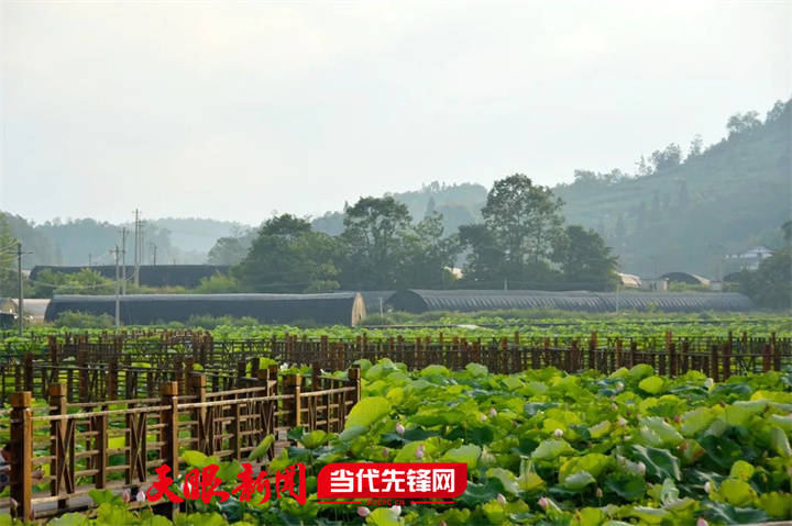 避暑度假到贵州|道真自治县隆兴镇:夏日荷花初绽放 满目美景入画来