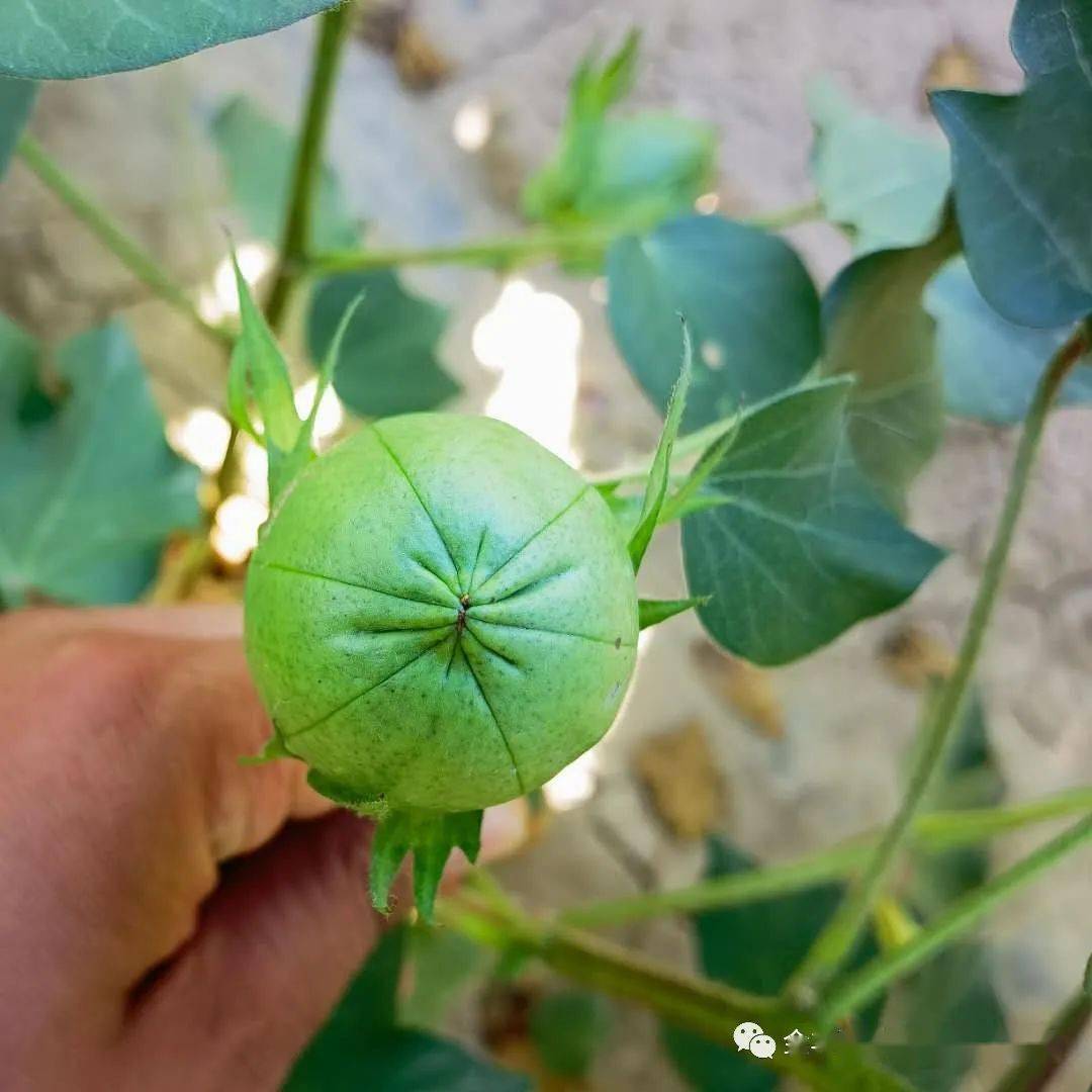 棉花花铃期管理技术措施