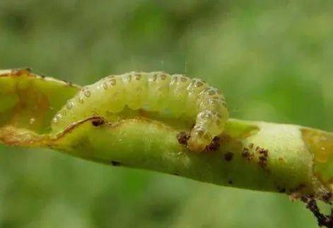 甜瓜全覆盖幼虫体色变化很大,主要有3种:淡绿色,黑褐色,土黄色.