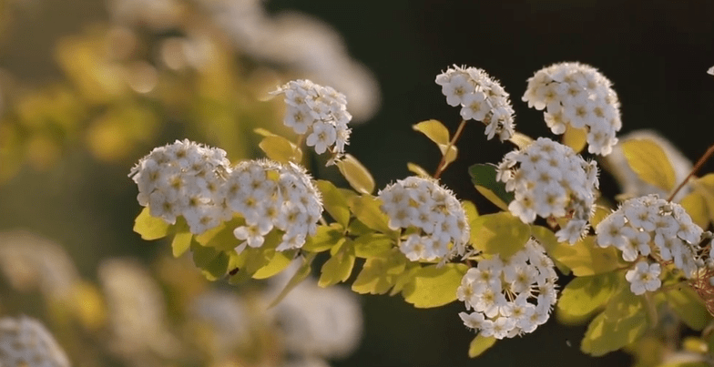 每日一花 | 黄金喷泉绣线菊:叶形优美,花色鲜艳夺目