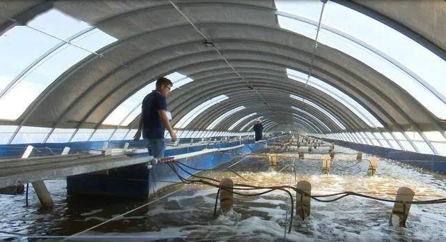 近日,记者从韶山韶河生态水产养殖基地获悉,该基地养殖的南美白对虾