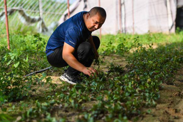 中草药种植助力乡村振兴