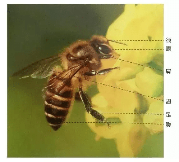 超简单!小写意蜜蜂画法步骤