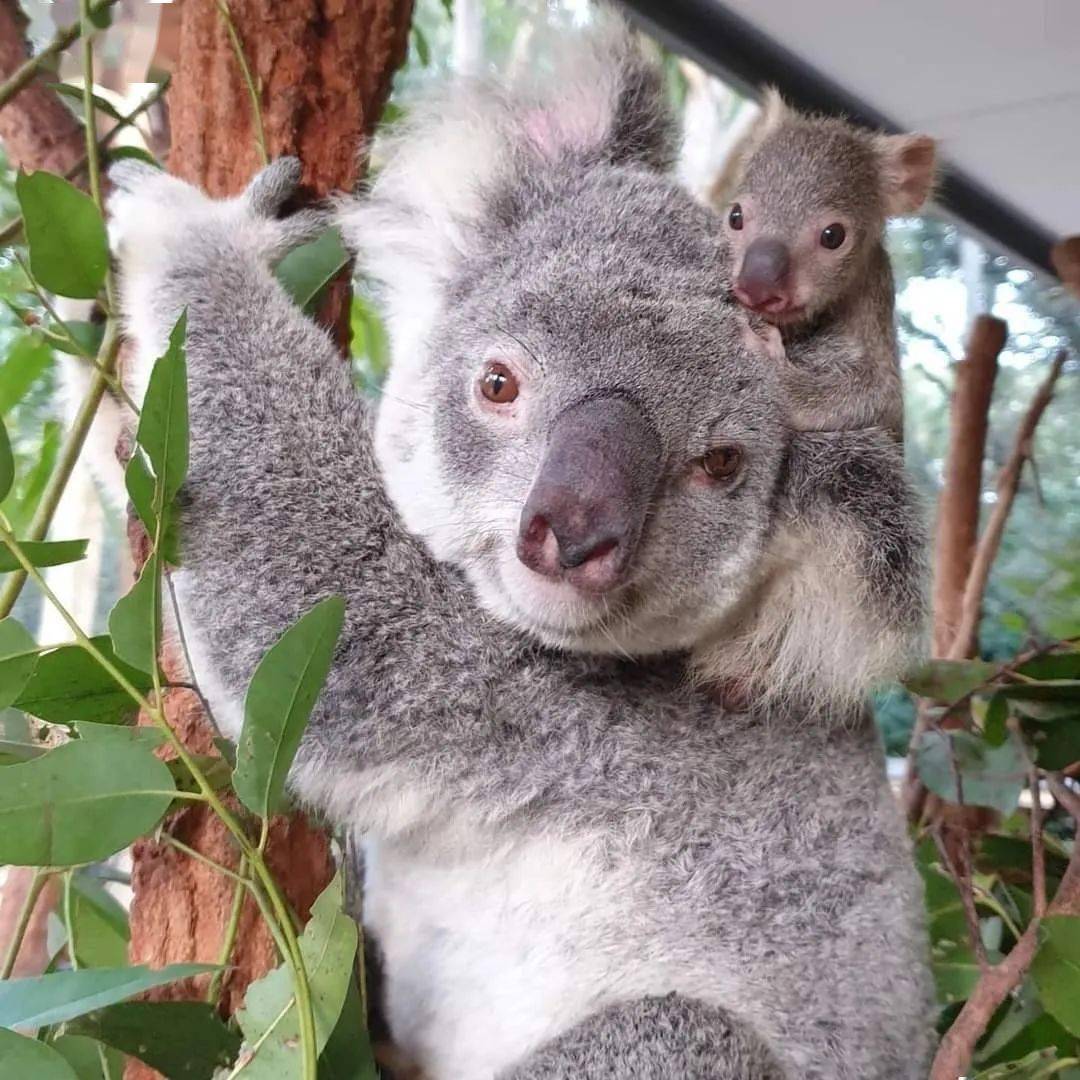 一 号考拉宝宝|photo: lone pine koala sanctuary, qld