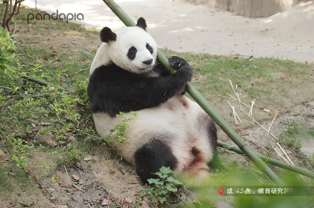 奥运会举重比赛举的是熊猫不是举杠铃么