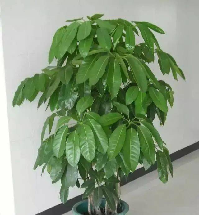 叶大"招财"!11种适合养在客厅的大叶绿植,好看又吉祥