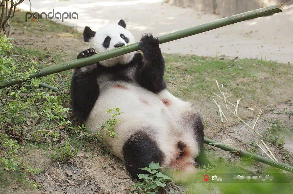 奥运会举重比赛举的是熊猫不是举杠铃么