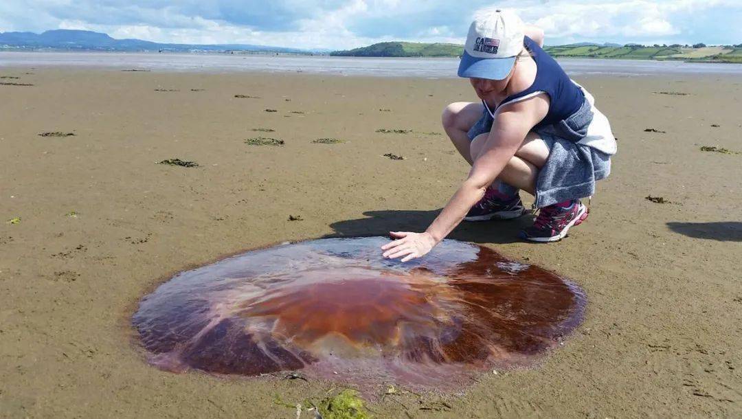 不过,有不少人在海里和海滩边都遇见了我们熟悉又陌生的生物——水母