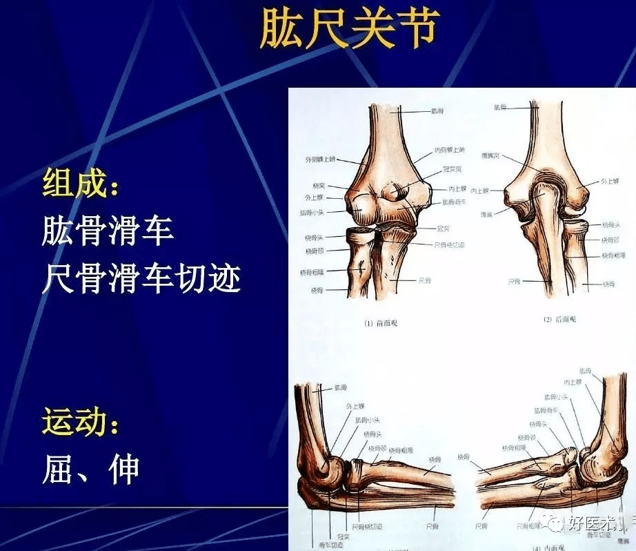 86张全身关节应用解剖精讲,这篇文章值得收藏