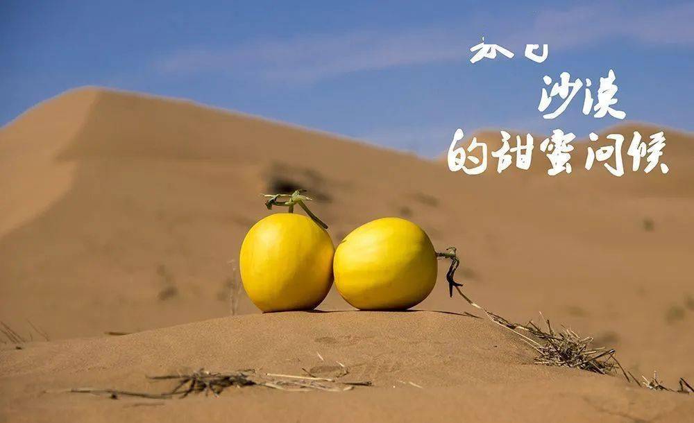 甜到炸裂的「沙漠蜜瓜,外皮金黄肉质嫩,汁水四溢,蜜瓜界清流!