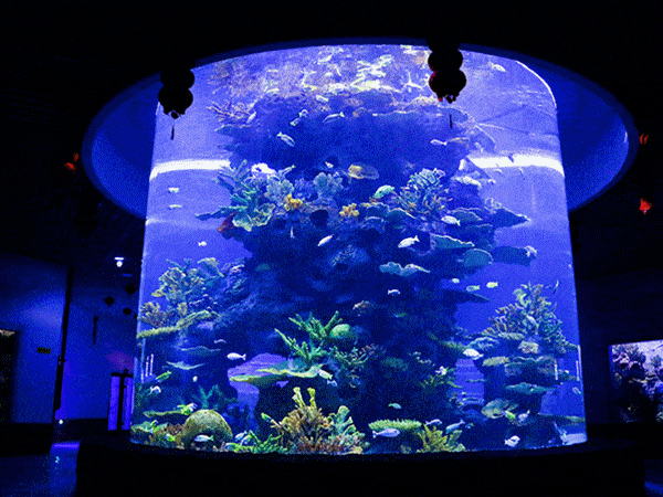 与小鱼儿一起探索海底世界的斑斓与多姿 与成千上万条海洋生物同游