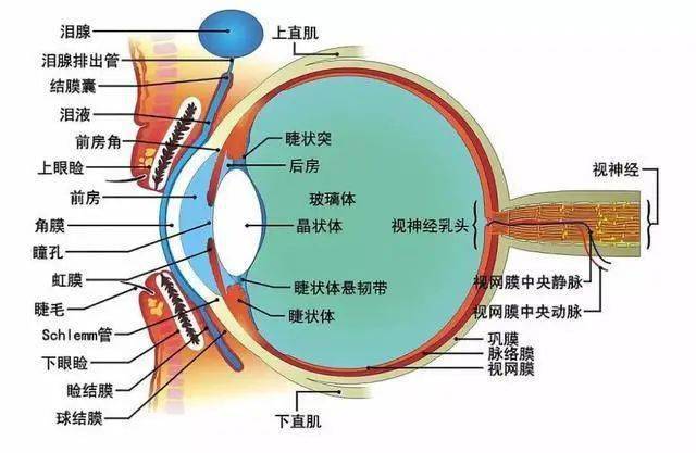 是一个晶状体(镜头),后面是一片视网膜(ccd),在晶状体上还有睫状肌