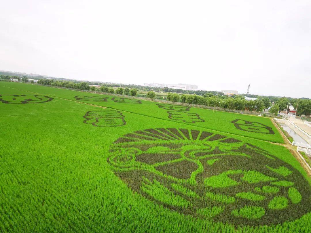 离门头沟很近北京这个村的稻田画惊艳京西