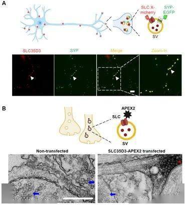 elife李毓龙实验室发现定位于突触小泡的新型转运体