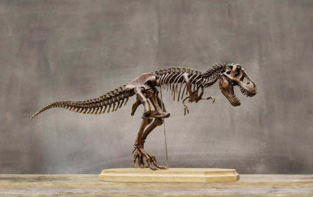 来自淄博傅山自然地质博物馆的 古生物化石展览 与恐龙科普资料区 零