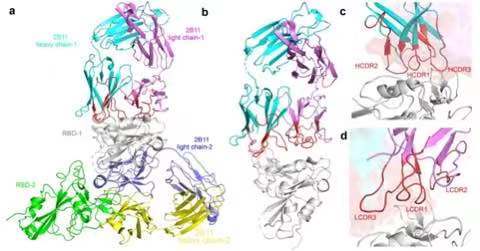 德尔塔|国药集团最新研究结果显示单抗对德尔塔等新冠变异株有效